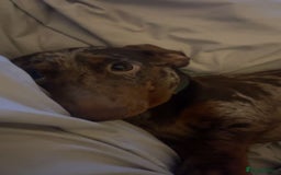 Miniature Dachshund dogs for stud: Chocolate Dapple for Stud - Image 6