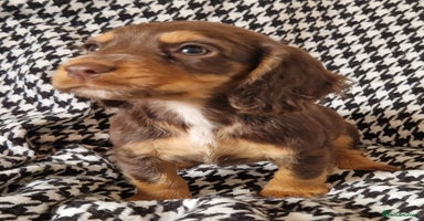 Cocker Spaniel dogs - Advert 7