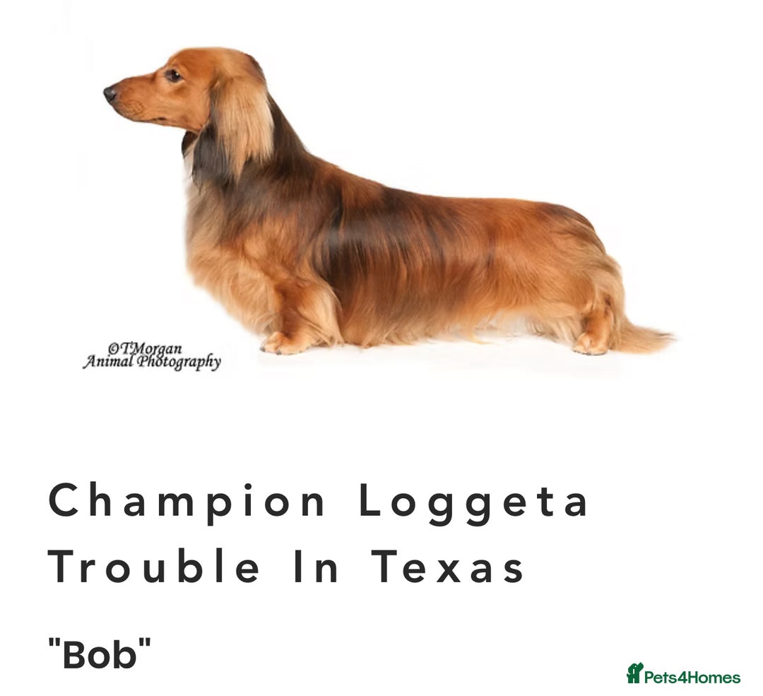 Dachshund dogs for sale: Long Coated Standard Dachshund, Crufts potential!  - Image 7
