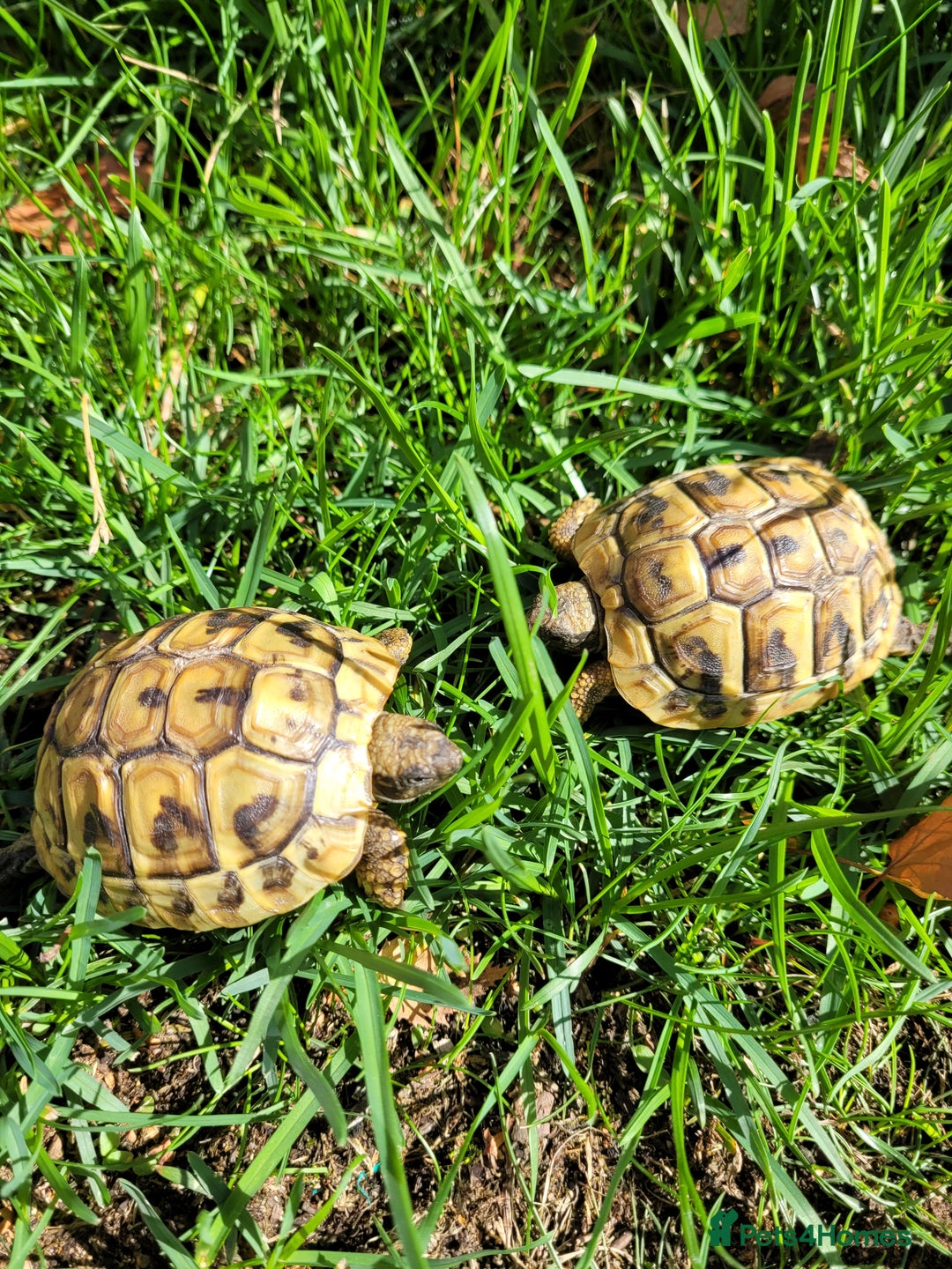 Hermann Tortoise reptiles for sale: Hermann's 2024 hatchlings for sale £130 - Image 3