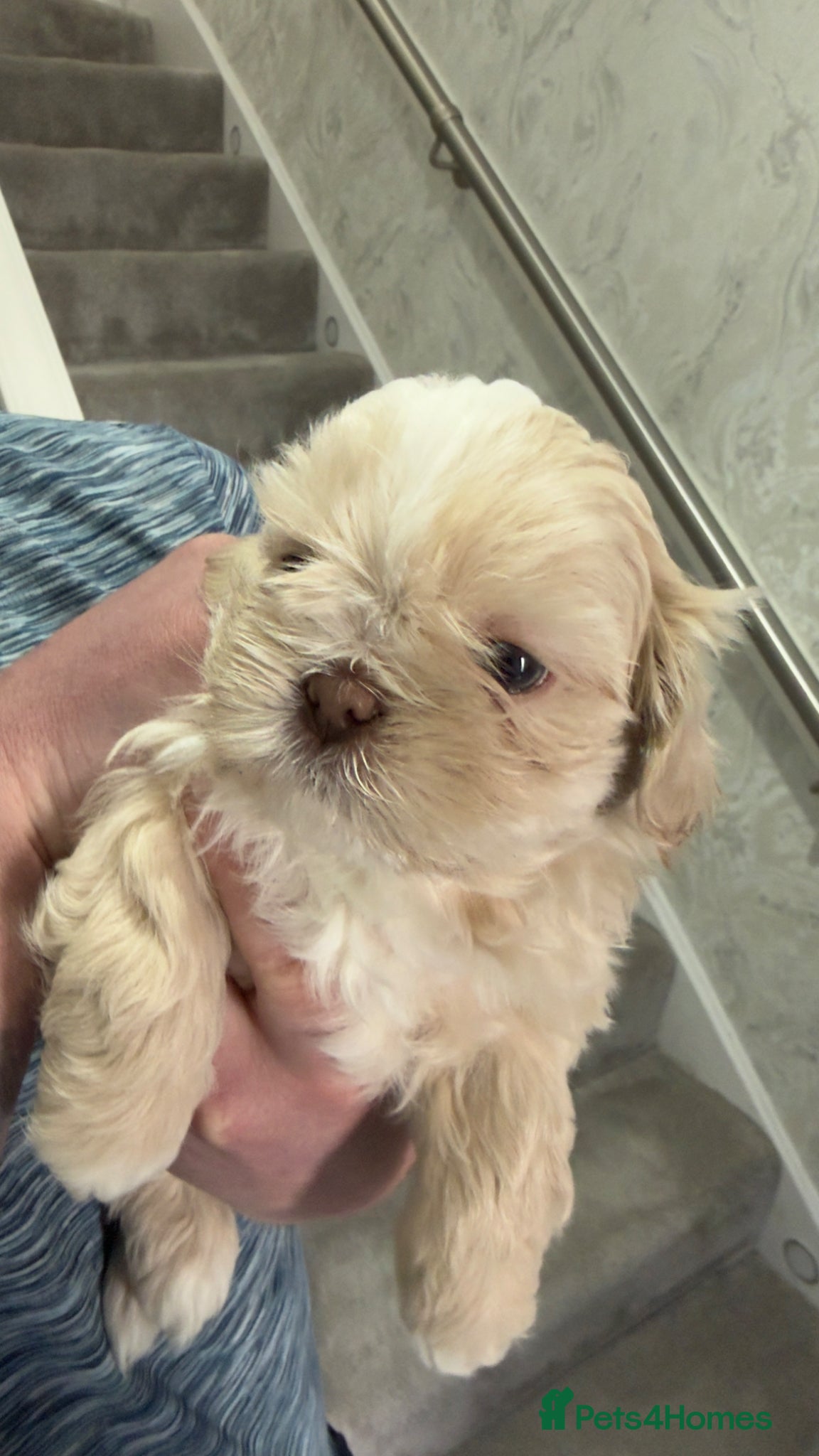 Shih Tzu dogs Stunning Imperial Shih Tzus  - Advert 2