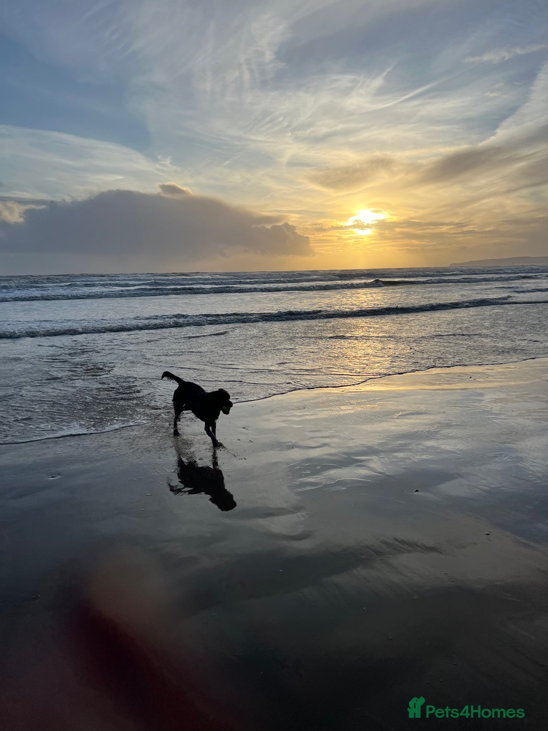 Labrador Retriever dogs for sale: Home bred labrador puppies - Advert 3