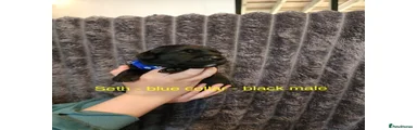 Labrador Retriever Puppy 2