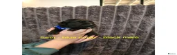 Labrador Retriever dogs for sale: Labrador retriever puppies for sale  - Advert 7