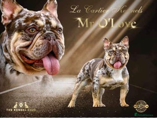 French Bulldog dogs Rojo & tan Merle carrying fluffy in Kings Langley - Advert 1