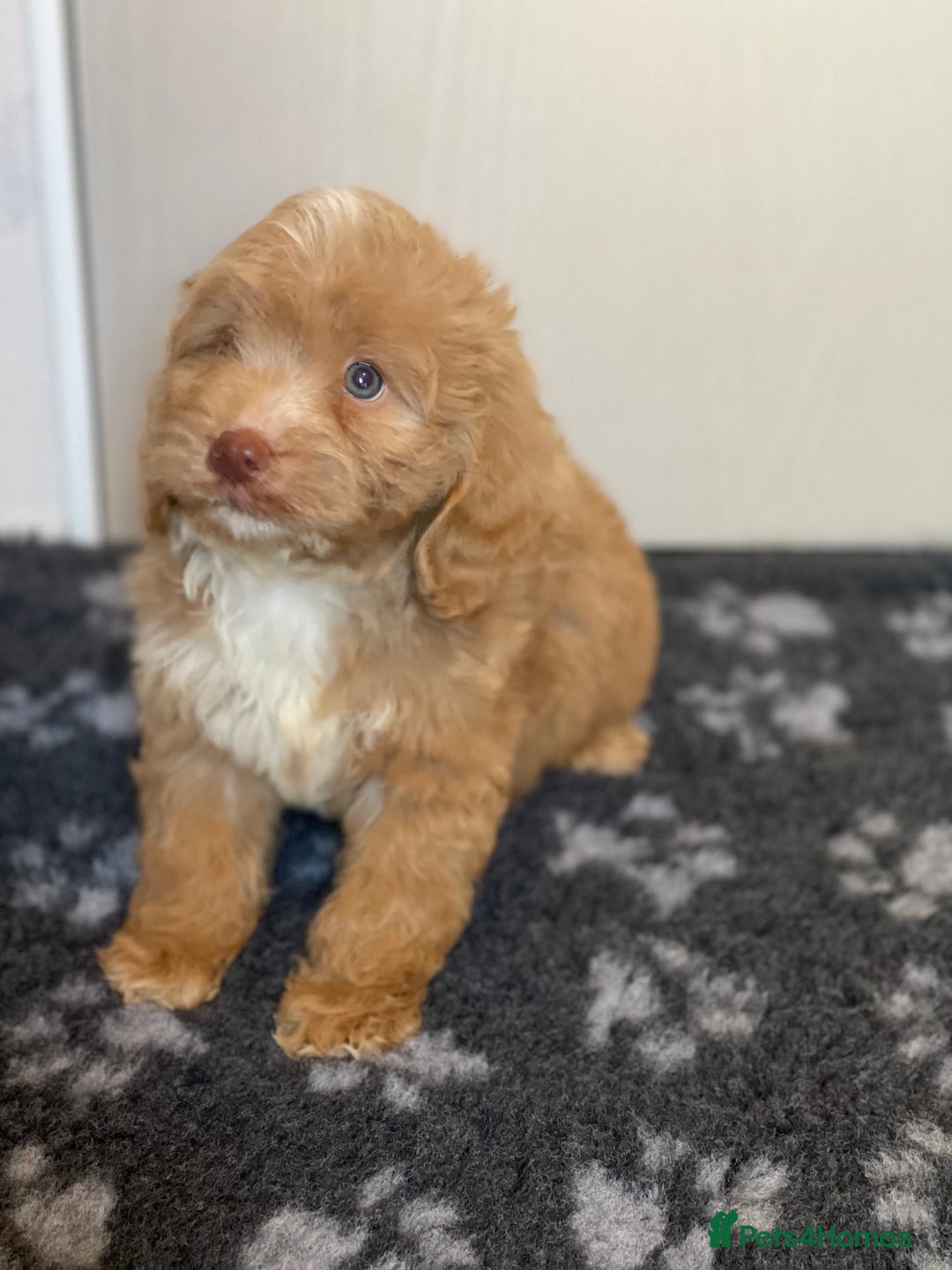 Cockapoo dogs for sale: Adorable cockapoo pups - Advert 14