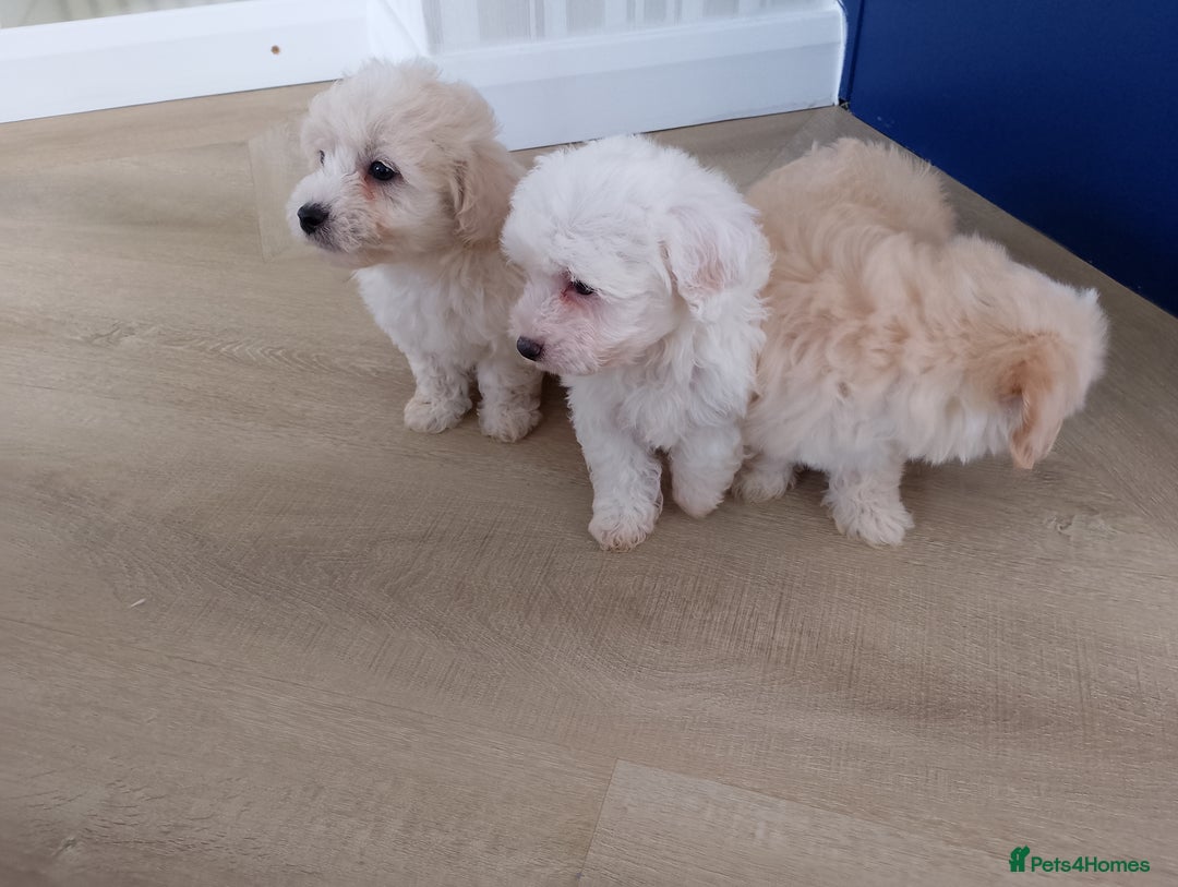 Maltipoo dogs for sale: Maltipoo puppies boy and girl available  - Image 24