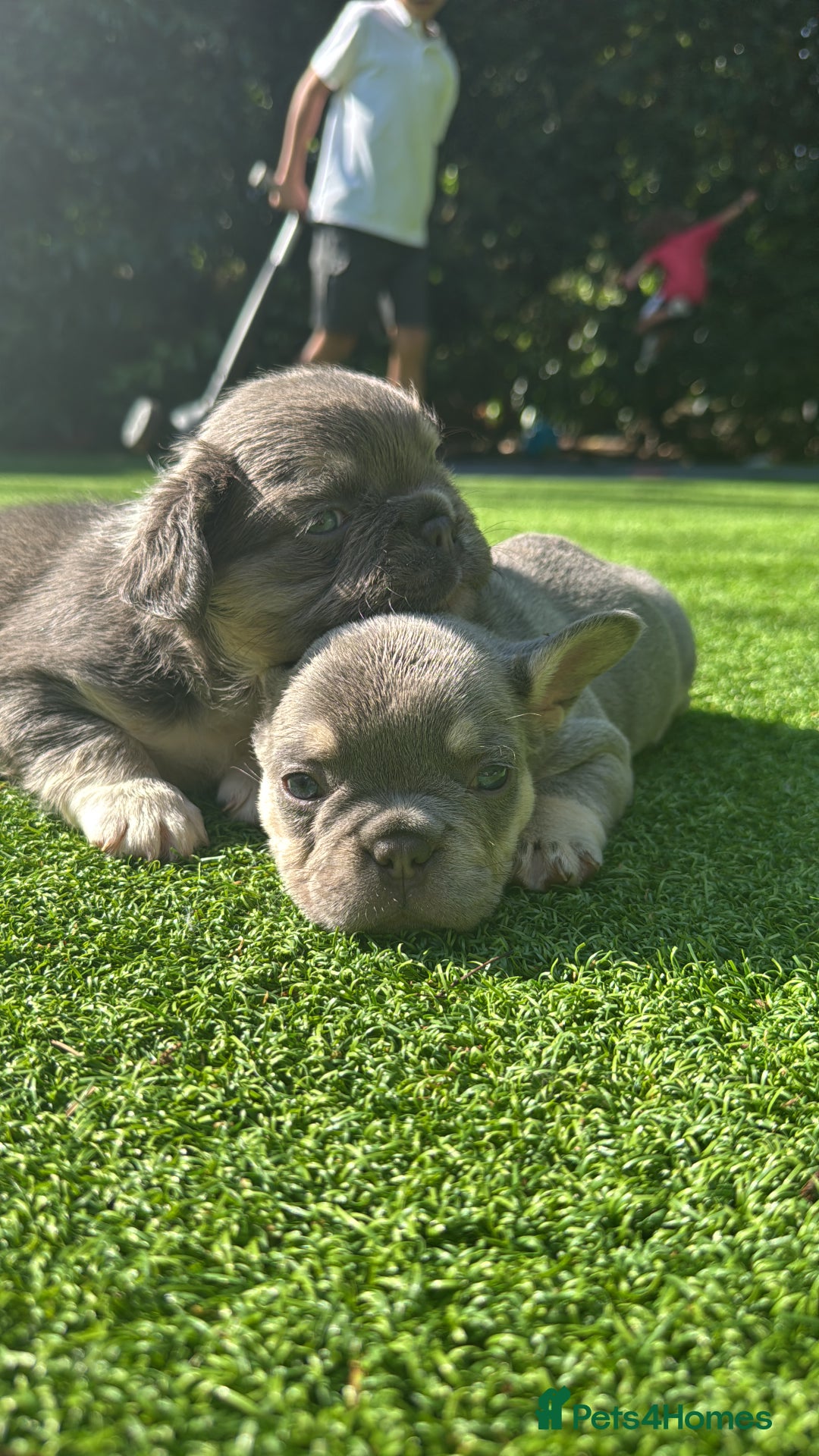 French Bulldog dogs for sale: Blue/fawn french bulldog boys with blue eyes 🐾💙 - Image 6