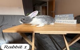 Mixed Breed rabbits for sale: Mixed breed - Image 1