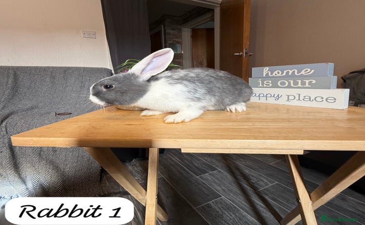 Mixed Breed rabbits - Advert 9