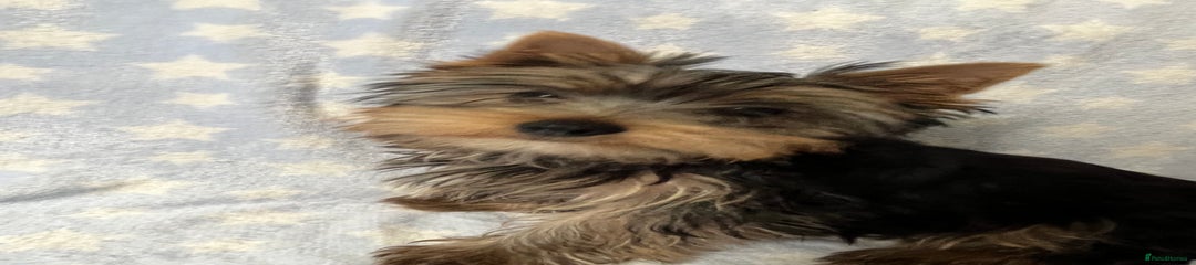 Yorkshire Terrier Puppy 1