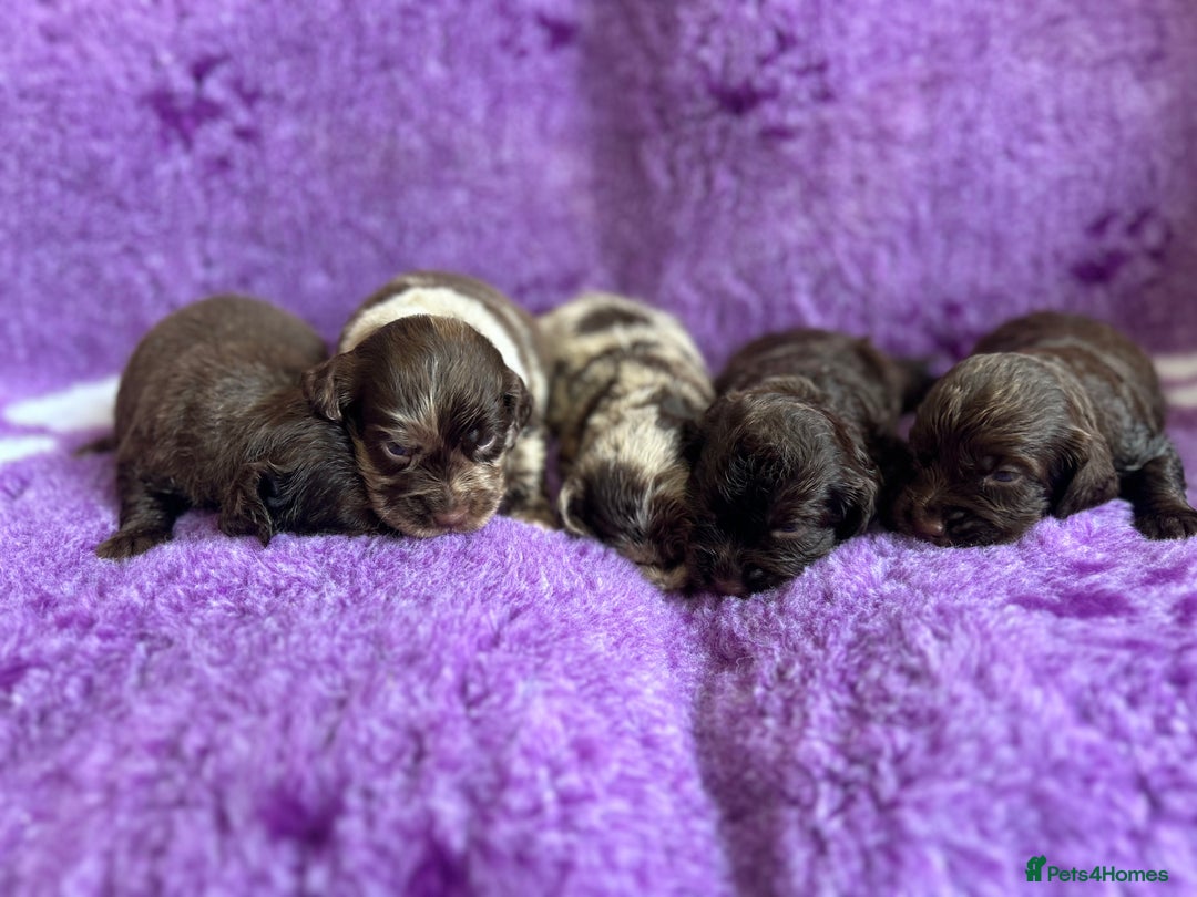 Cockapoo dogs for sale: Rare toy cockapoo - Image 7