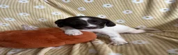 English Springer Spaniel dogs for sale: Springer spaniel pups  - Advert 8