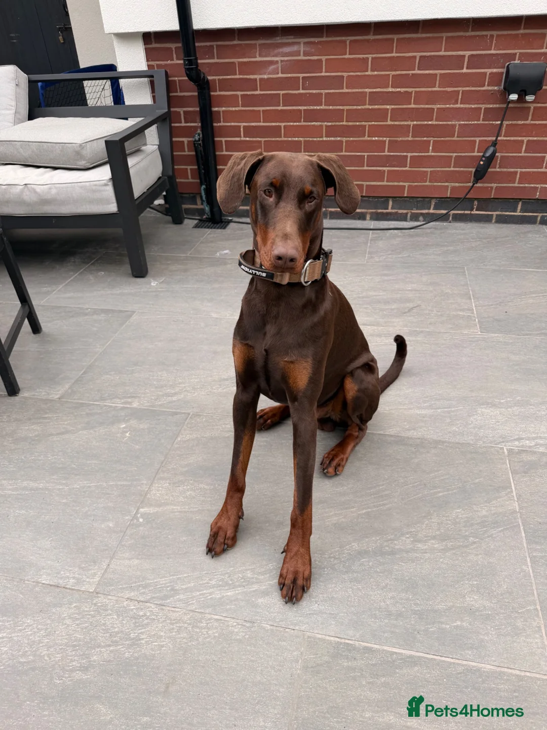 Dobermann dogs for sale: 1 year old Doberman Boy - Kc registered  - Advert 1