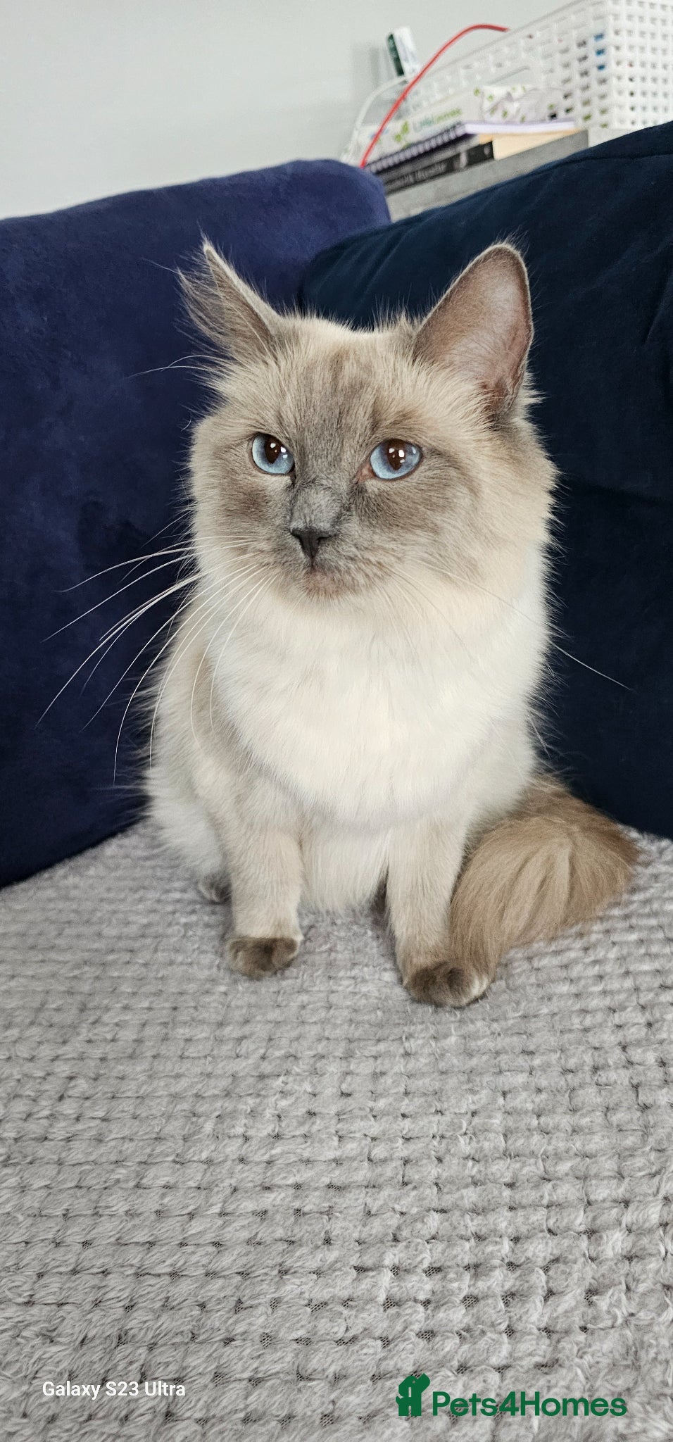 Ragdoll cats 3 Beautiful Ragdoll Kittens Ready for New Homes - Advert 4