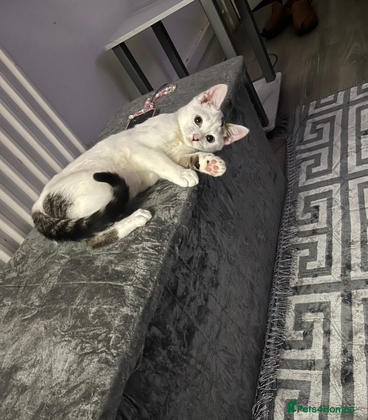 Domestic Shorthair cats Cat for sale  - Advert 1