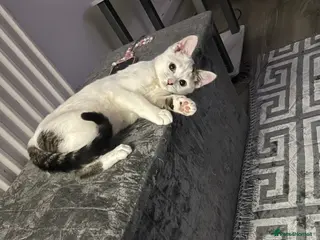 Domestic Shorthair cats Cat for sale - Advert 1