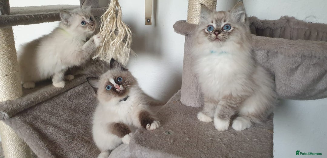 Ragdoll cats for sale: Stunning GCCF Registered Ragdoll Kittens. - Advert 12