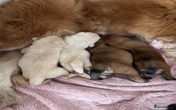 Tibetan Mastiff dogs for sale: Chinese Tibetan mastiff pups  - Image 14