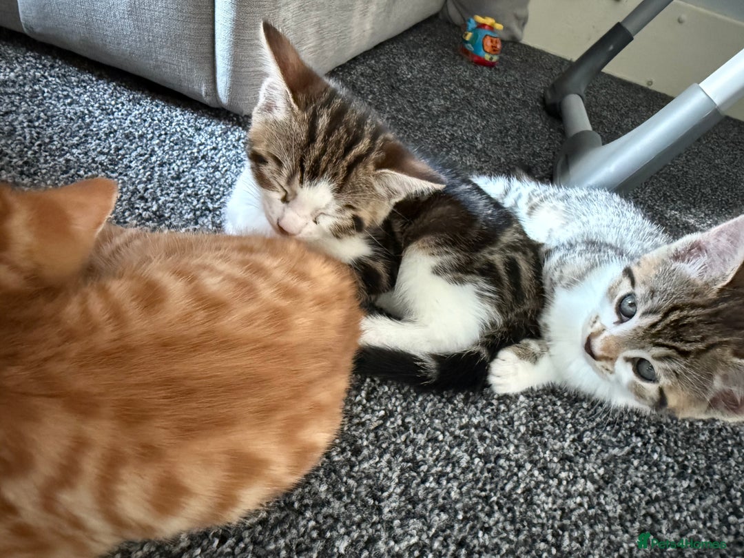 Domestic Shorthair cats for sale: BEAUTIFUL, FRIENDLY KITTENS FOR SALE!!🐈❤️ - Image 7