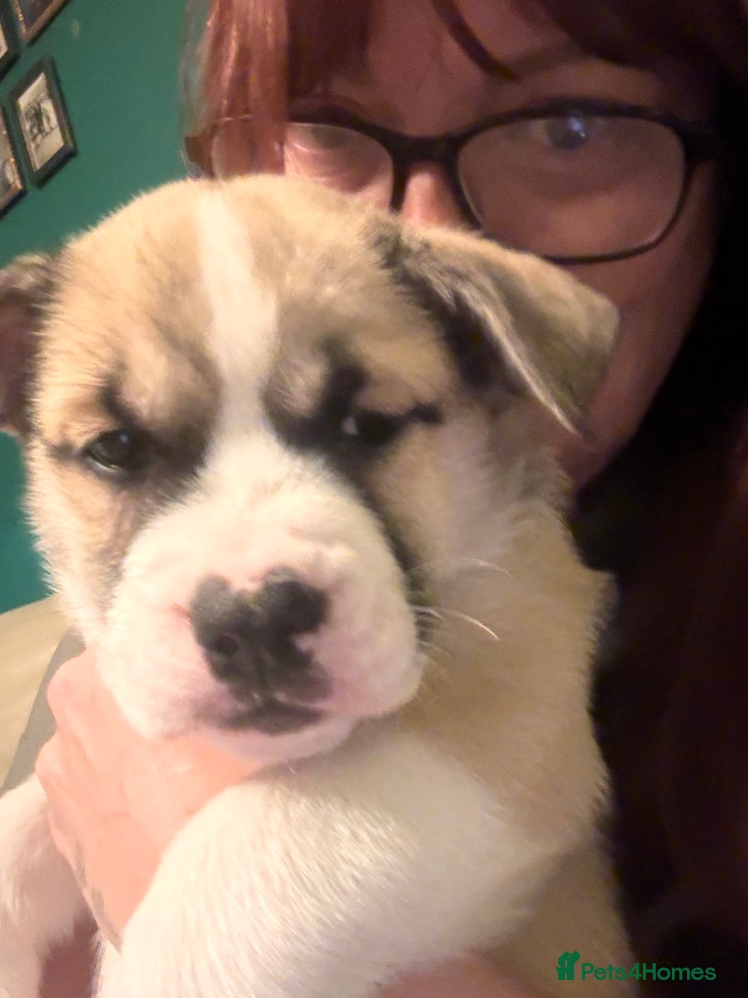 Mixed Breed dogs for sale: Bullimute rare breed ready now  - Advert 12