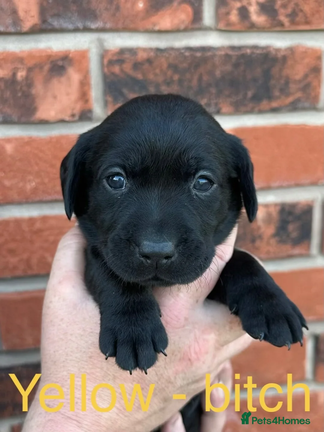 Labrador Retriever dogs for sale: Black KC working Labrador puppies in Shrewsbury - Advert 9