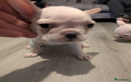 French Bulldog dogs for sale: French bulldog puppy's  - Image 13