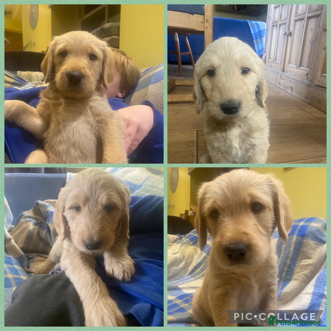 Labradoodle dogs for sale: Standard size labradoodle litter  - Advert 11