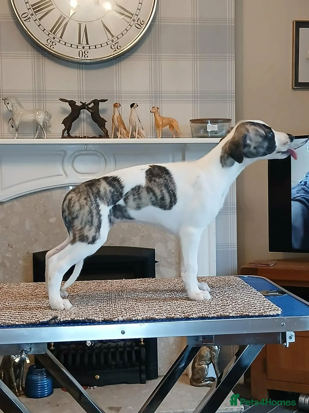 Whippet dogs for sale: KC Registered whippet puppies  - Advert 2
