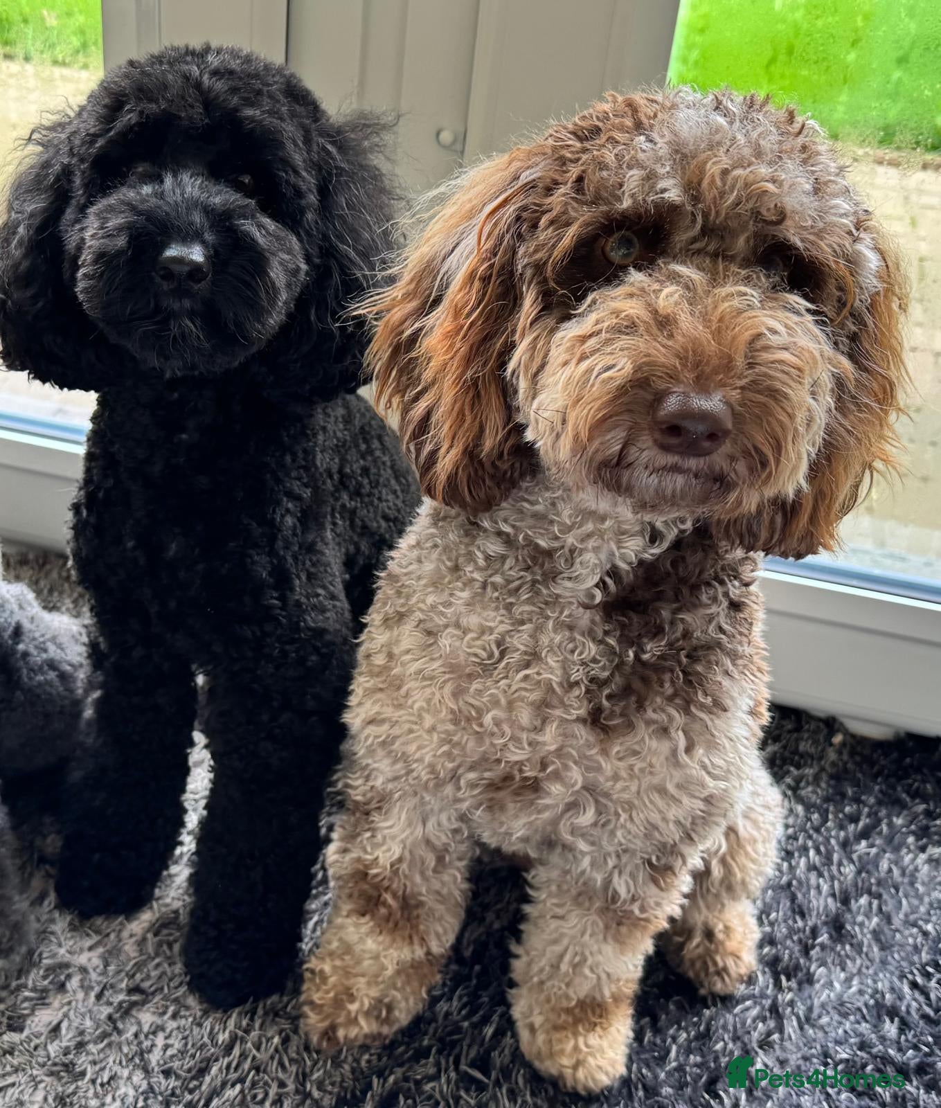 Miniature Poodle dogs Striking merle and black Miniature Poodle Puppies - Advert 3