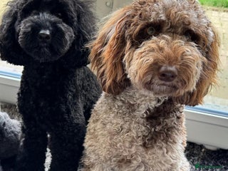 Miniature Poodle dogs Striking merle and black Miniature Poodle Puppies - Advert 3