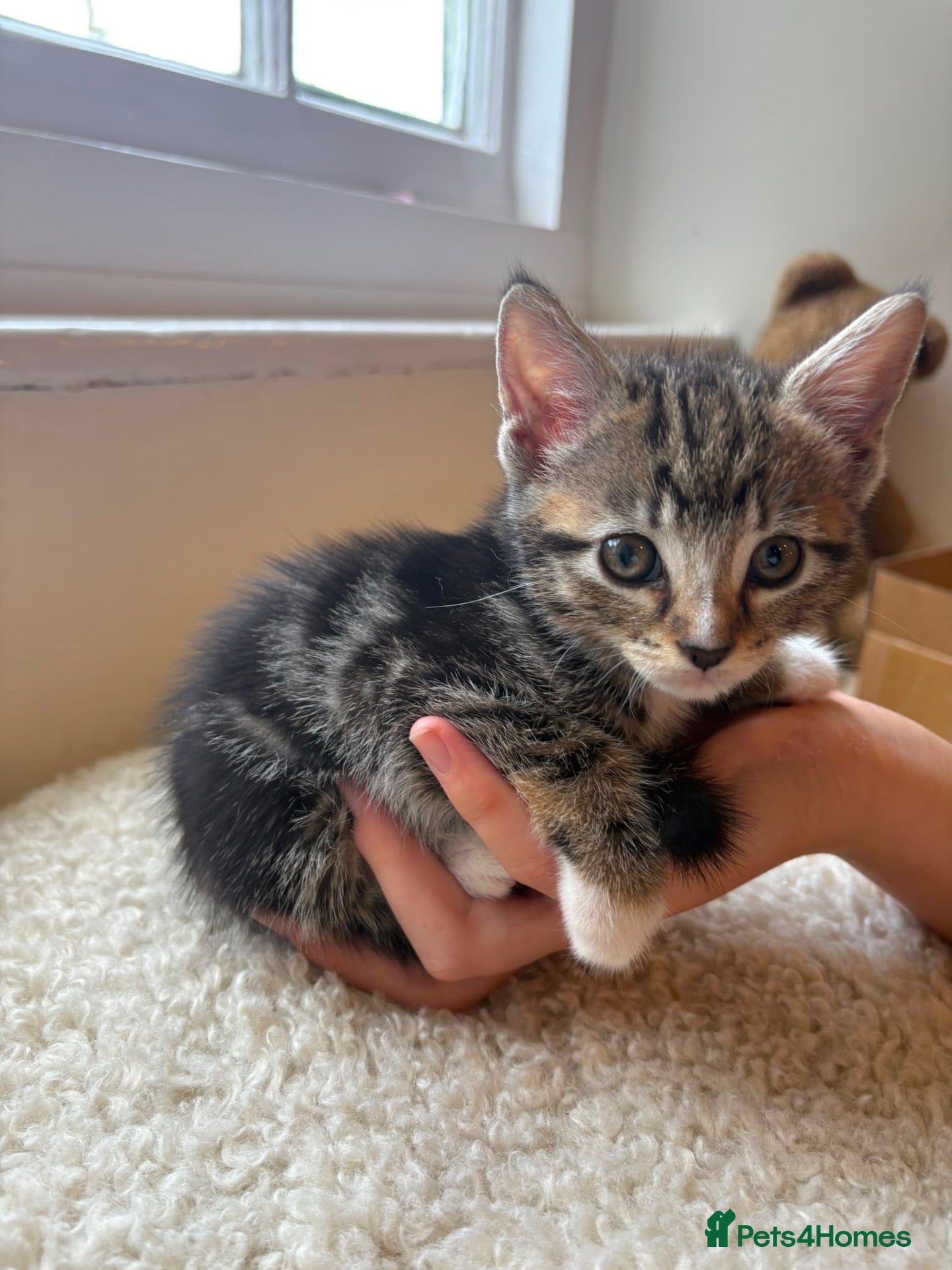 Mixed Breed cats 2 lovely tabby girls  - Advert 4