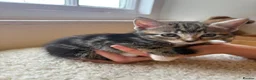 Mixed Breed cats for sale: 2 lovely tabby girls  - Advert 1