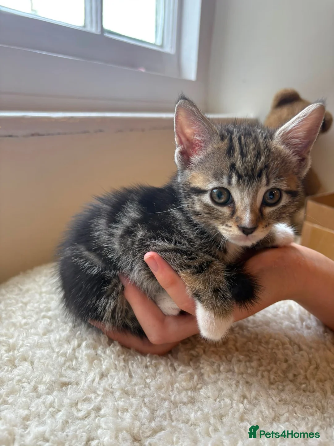 Mixed Breed cats for sale: 2 lovely tabby girls  - Advert 1