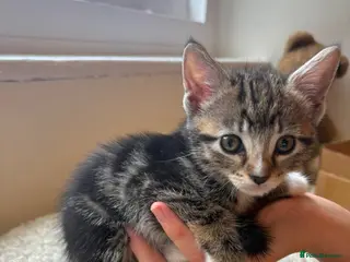 Mixed Breed cats 2 lovely tabby girls - Advert 4