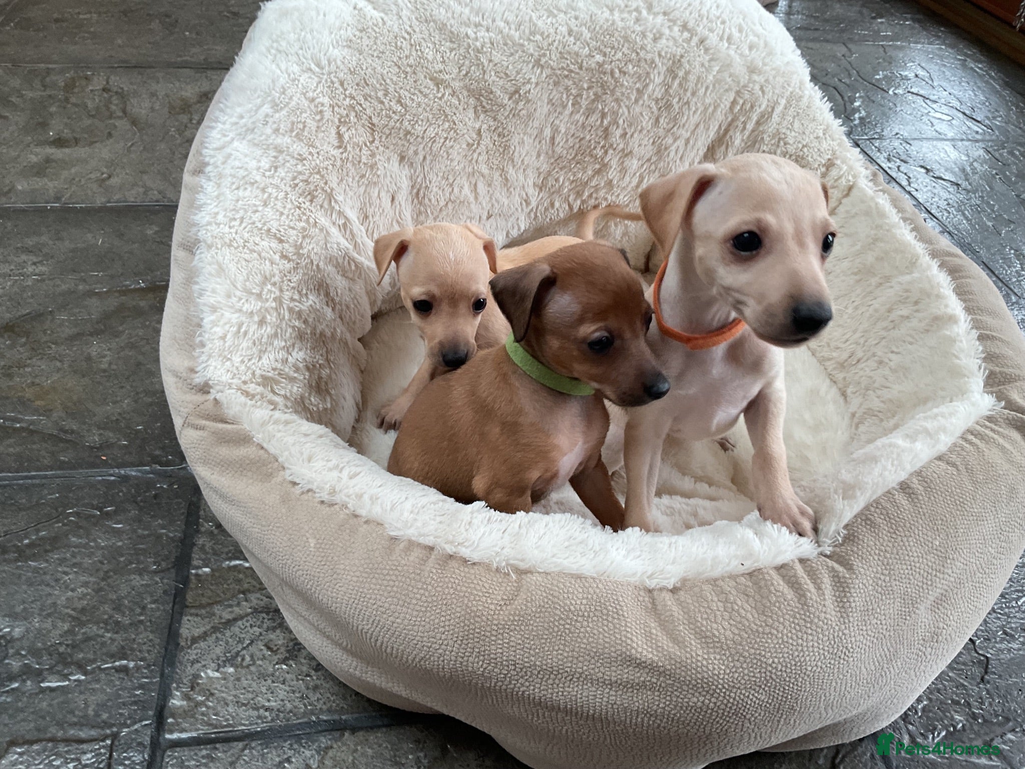 Italian Greyhound dogs Gorgeous litter of Kc reg Italian greyhound  - Advert 9