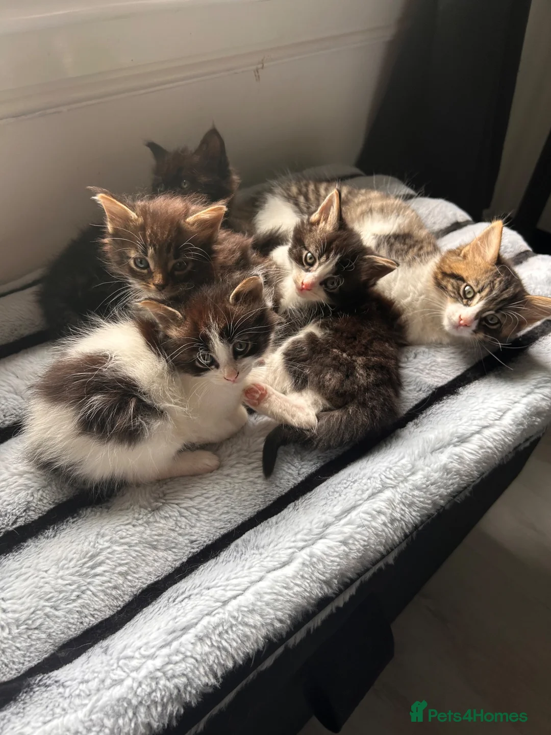 Mixed Breed cats for sale: We tabby babys - Advert 7