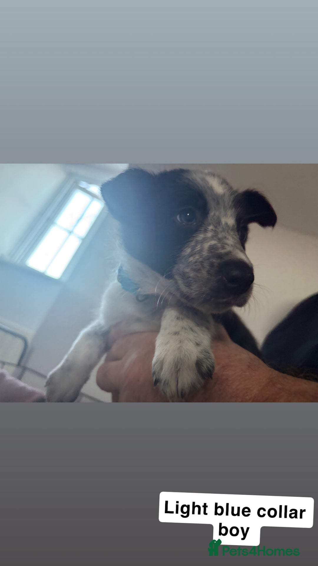 Mixed Breed dogs for sale: Border collie pups - Advert 5