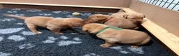 Labrador Retriever dogs for sale: Fox Red Labrador Retriever  - Advert 5