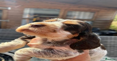 Cocker Spaniel dogs - Advert 3