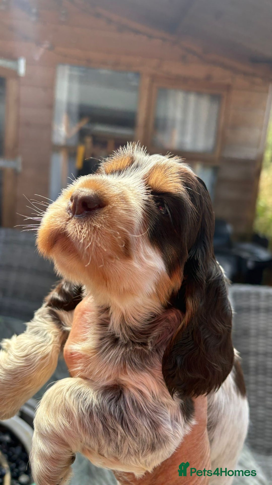 Cocker Spaniel dogs for sale: Outstanding show cocker pups - Image 2