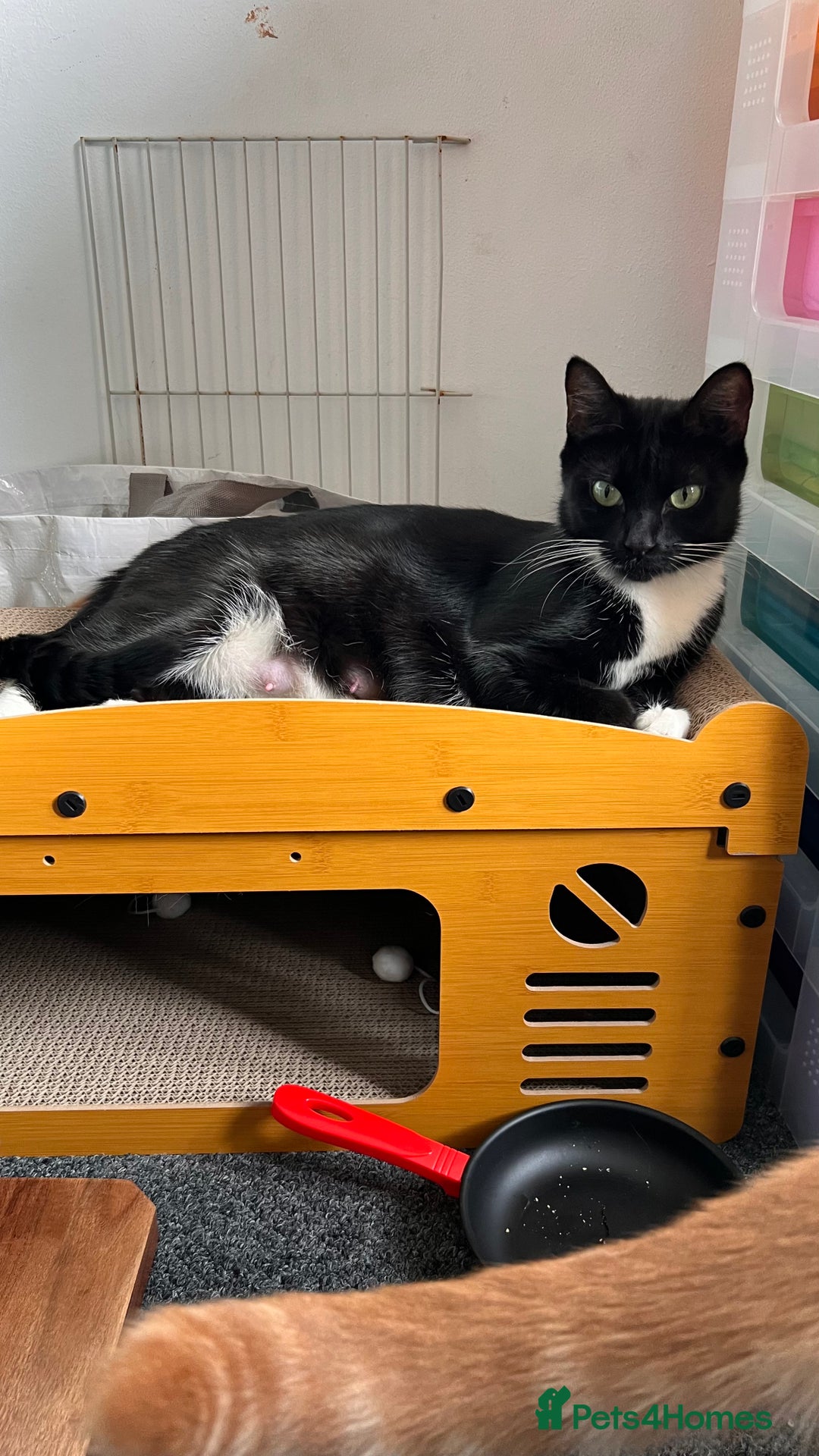 Mixed Breed cats for sale: adorable tuxedo kittens - Advert 2