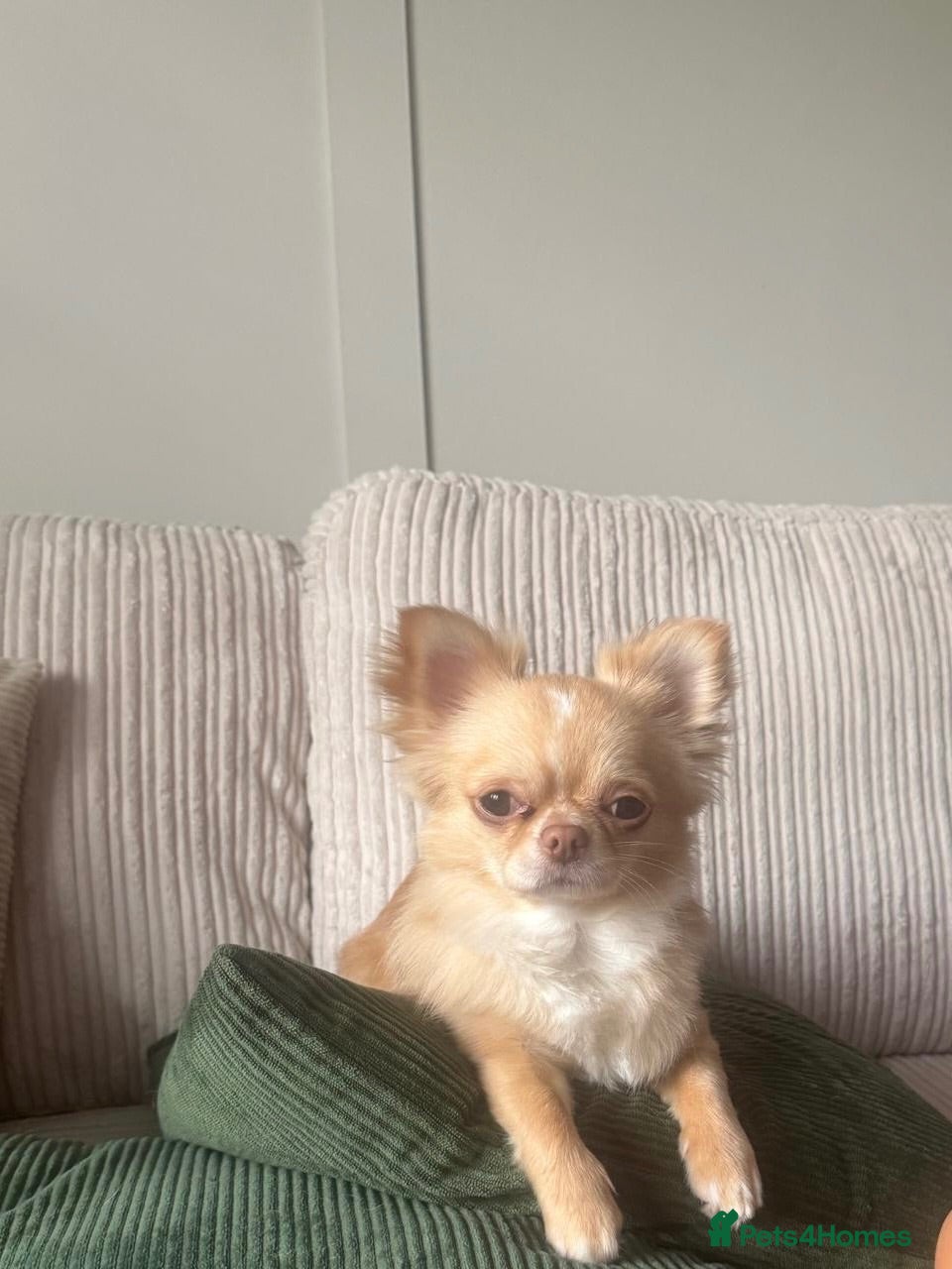 Chihuahua dogs Male chihuahua for stud - Advert 1