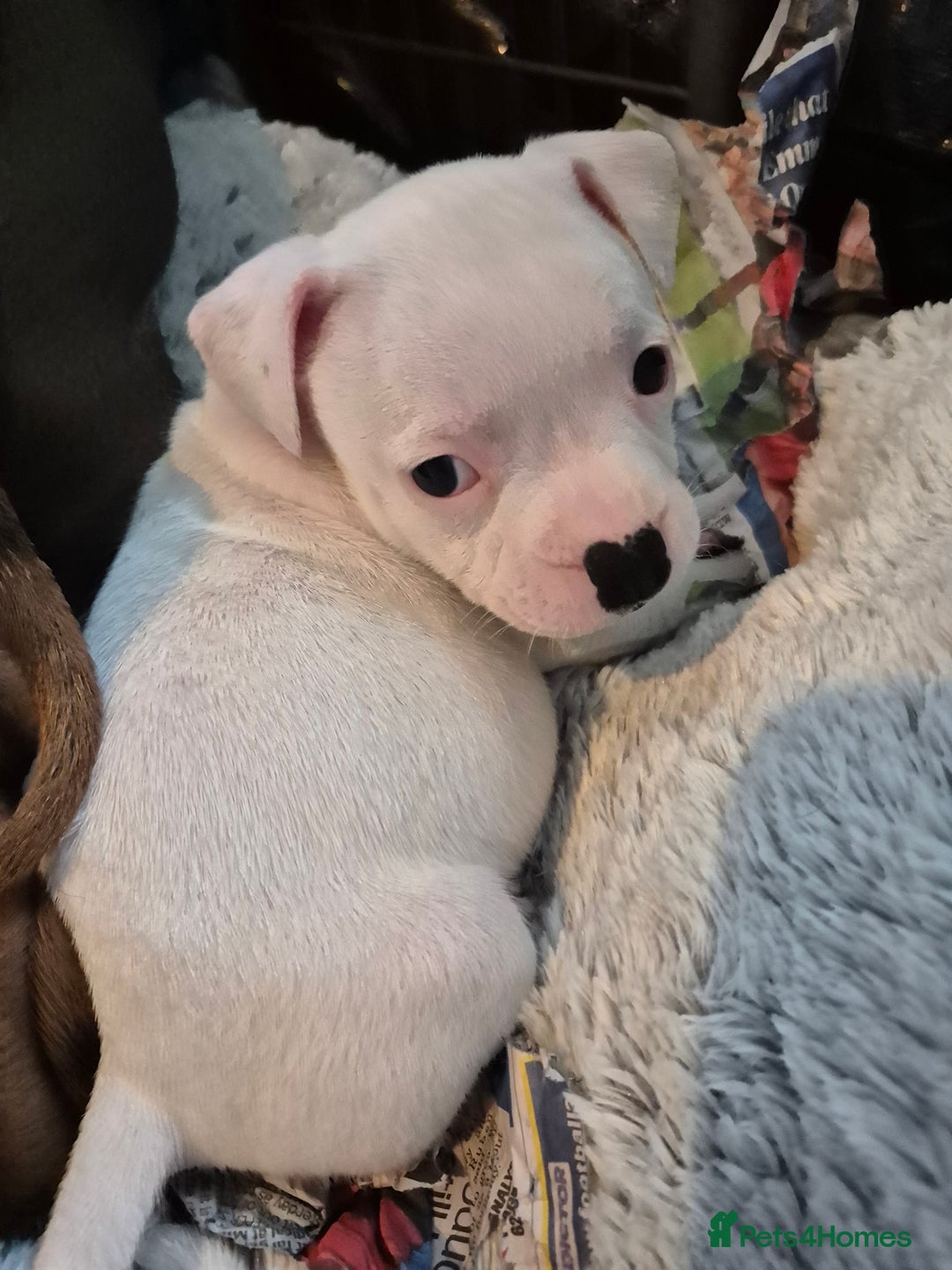 Staffordshire Bull Terrier dogs for sale: DNA HEALTH TESTED STAFFIE PUPPIES, BAER HEARING  - Advert 9