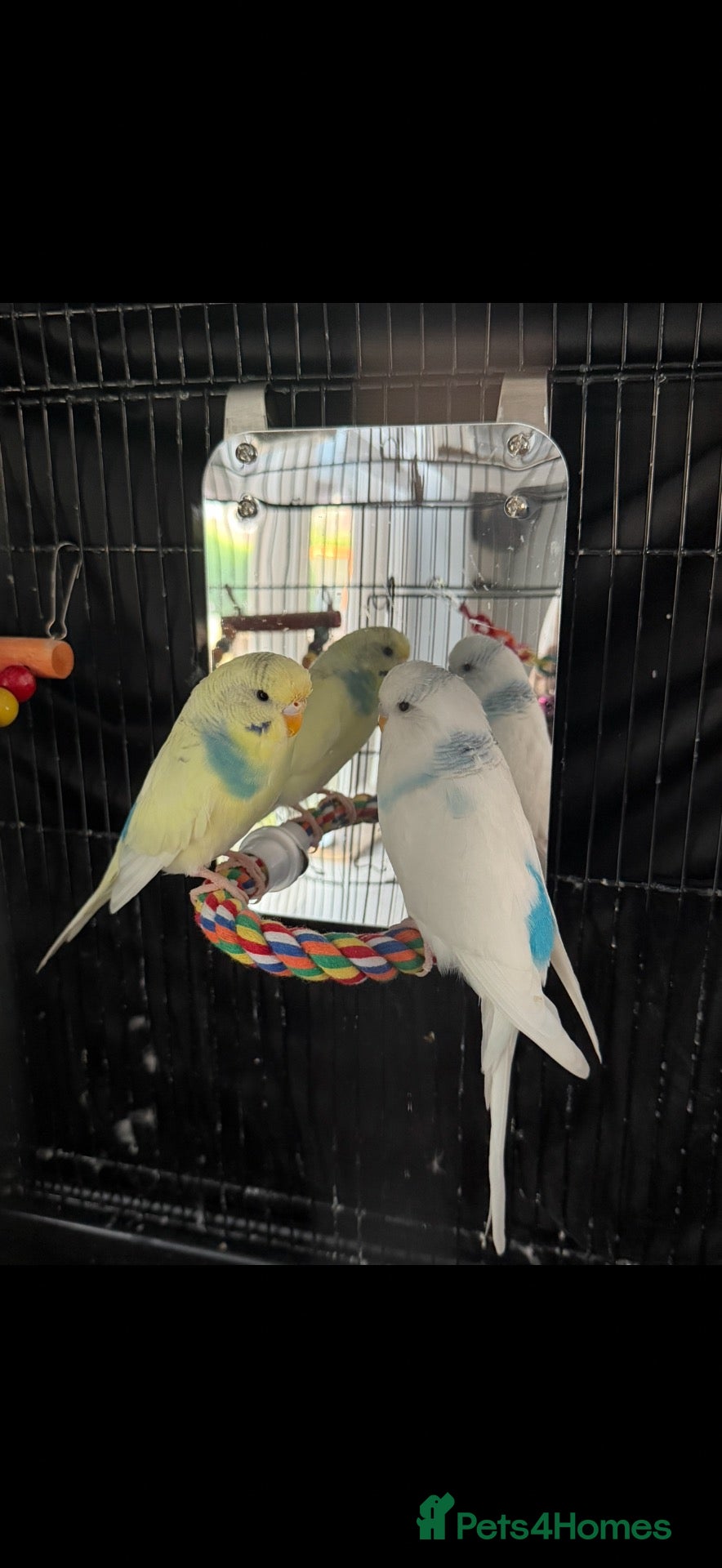 Budgerigars birds Two male budgies for sale  - Advert 1