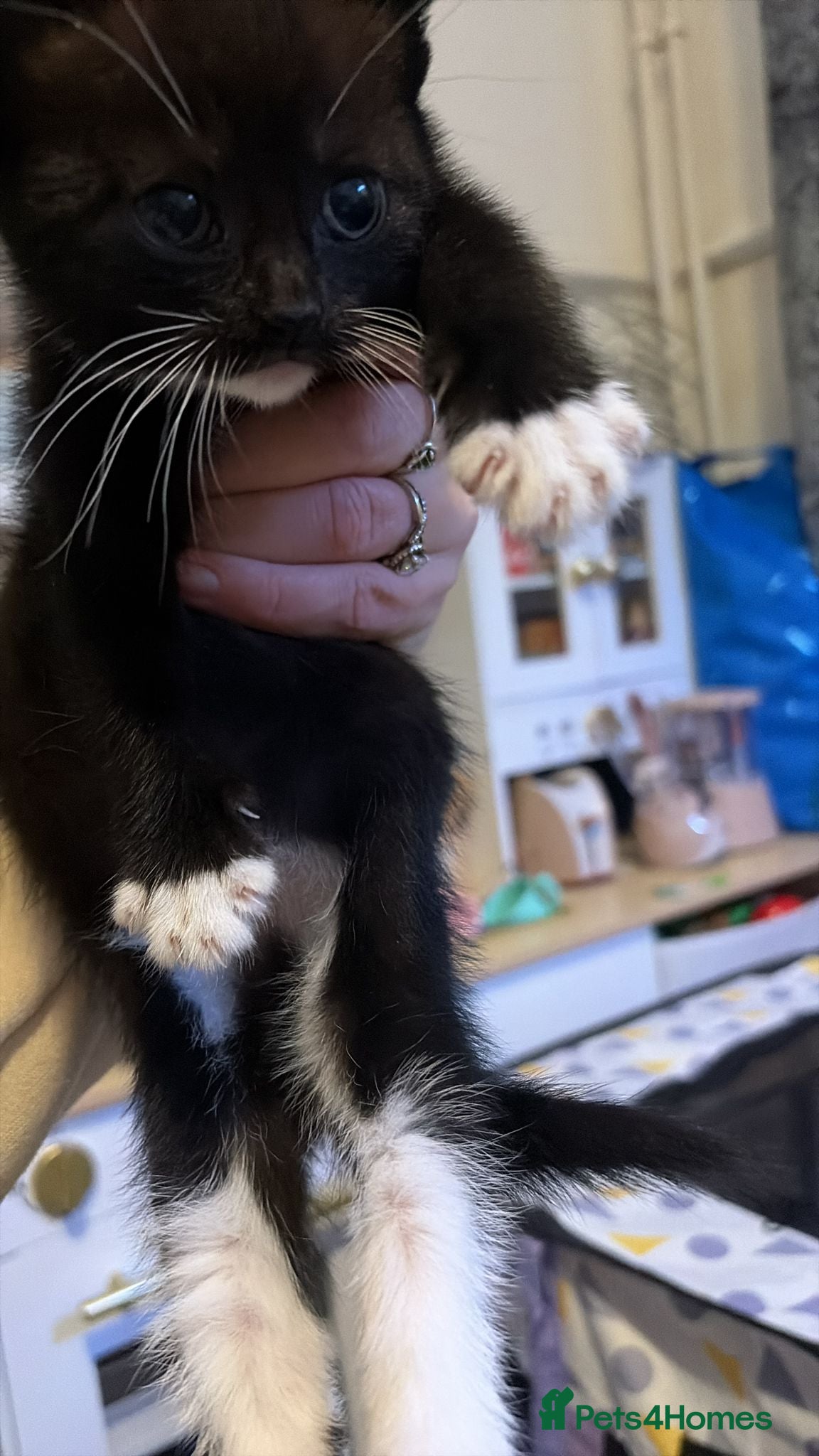 Mixed Breed cats Beautiful kittens  - Advert 11