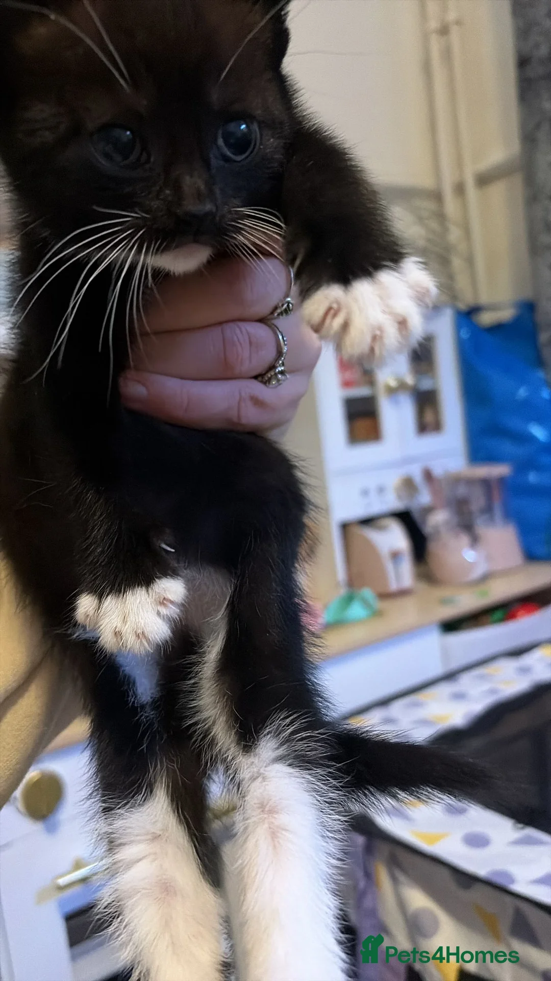 Mixed Breed cats for sale: Beautiful kittens  - Advert 5