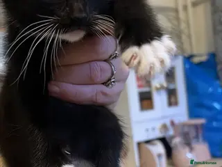 Mixed Breed cats Beautiful kittens - Advert 11