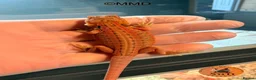 Bearded Dragon reptiles for sale: G stripe Baby Bearded Dragons available - Advert 5
