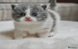 British Shorthair cats for sale: Beautiful Blue tortie & white British shorthair - Image 7